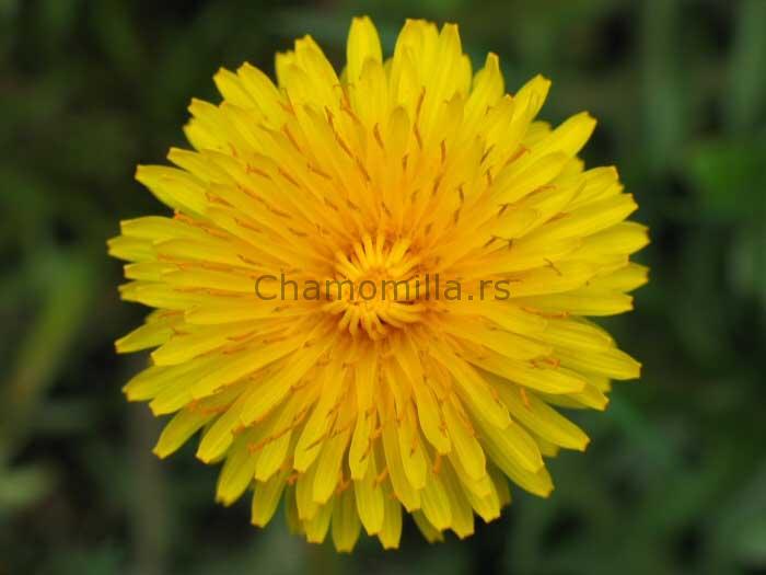 Čaj od maslačka - koren - Image 2